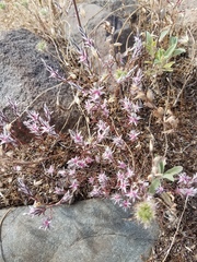 Polygonum bidwelliae