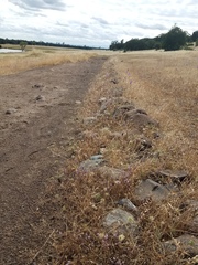Polygonum bidwelliae