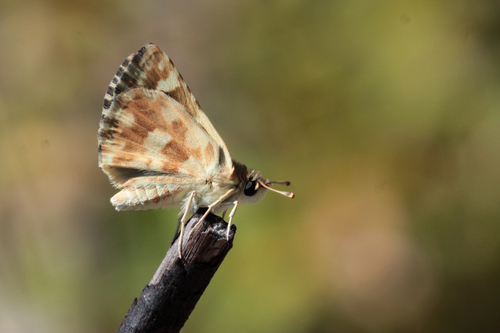 White-spot Sandman