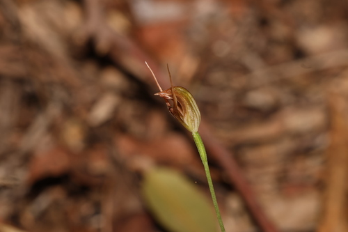 Image of Pterostylis erecta by (c) Greg Tasney, some rights reserved (CC BY-SA)