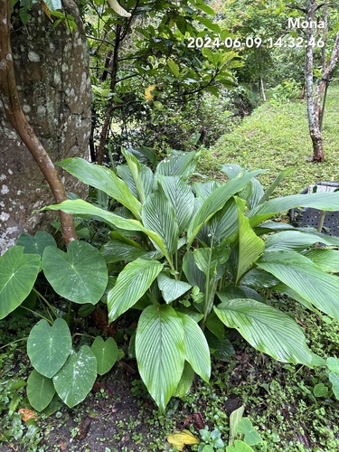 Foto de Cúrcuma