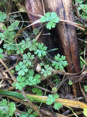 Hydrocotyle dissecta