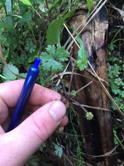 Hydrocotyle dissecta