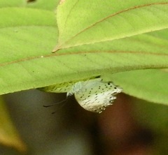 Parvospila lucianus