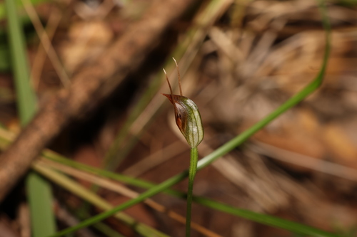 Image of Pterostylis erecta by (c) Greg Tasney, some rights reserved (CC BY-SA)