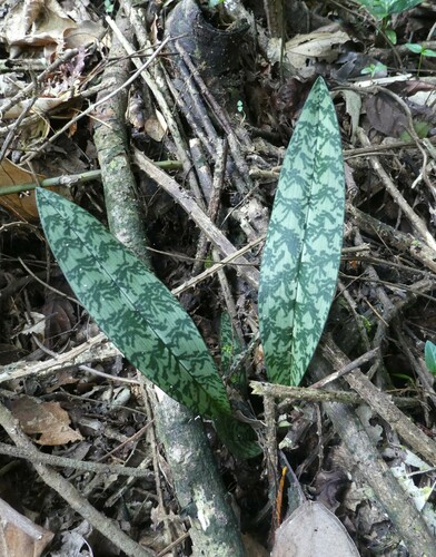 Monk Orchid