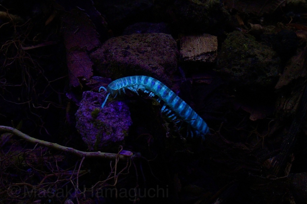 Levizonus