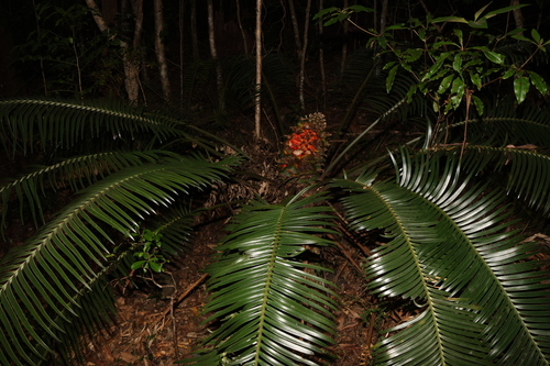 Image of Pineapple Zamia (Lepidozamia peroffskyana) by (c) Greg Tasney, some rights reserved (CC BY-SA)