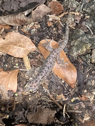Gehyra mutilata observed 2024-06-07