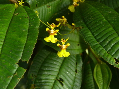 Oncidium klotzscheanum