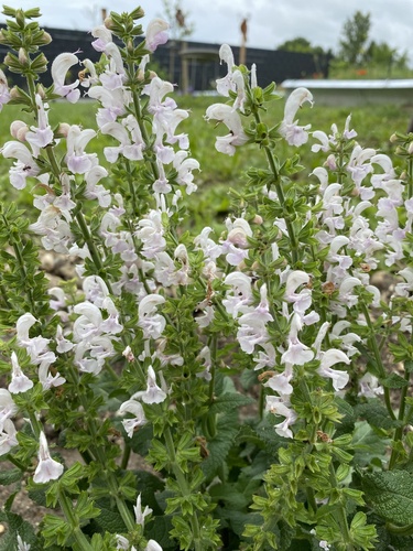 Salvia lutescens iNat (2)