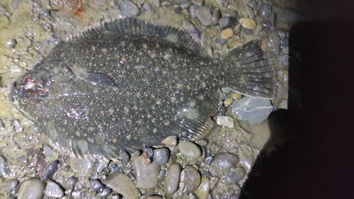 Black Flounder