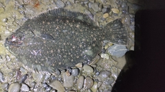 Black Flounder photo 4