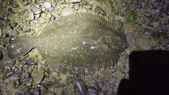 Black Flounder photo 5