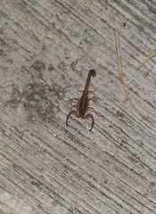 Centruroides