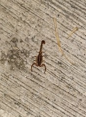 Centruroides