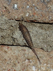 Machiloides banksi