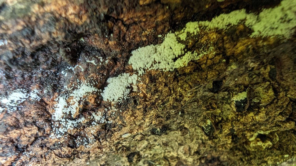Henningsomyces candidus · June 2024 · photo: © atsushi_nakajima_cirque (iNaturalist, cc-by)