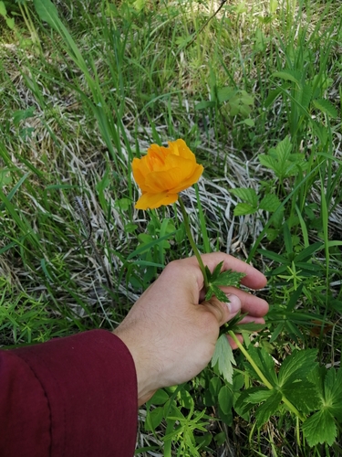 Trollius kytmanovii, photograph 3