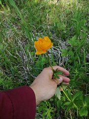 Roman A. Lagazyuk (Роман А. Лагазюк), CC BY, iNaturalist via GBIF Trollius kytmanovii, photograph Roman A. Lagazyuk (Роман А. Лагазюк), CC BY, iNaturalist via GBIF