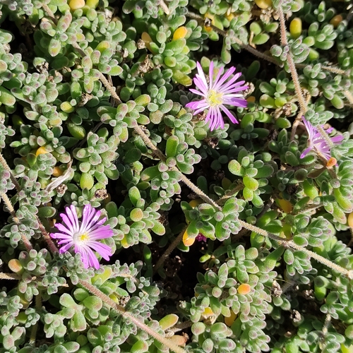 Drosanthemum floribundum
