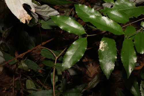 Daphnandra apatela (Daphnandra apatela)