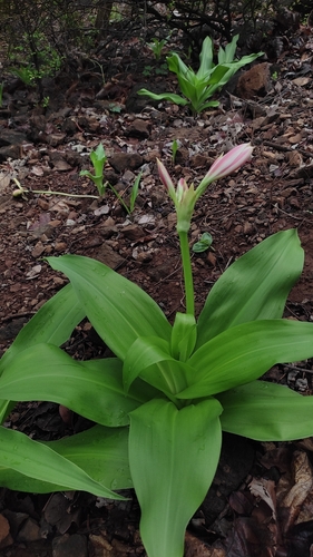 Crinum latifolium, photograph 2