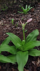 (c) Meehir Pawar, some rights reserved (CC BY-SA) Crinum latifolium, photograph (c) Meehir Pawar, some rights reserved (CC BY-SA)
