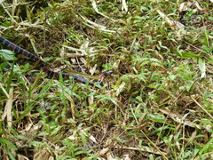 Erythrolamprus mimus