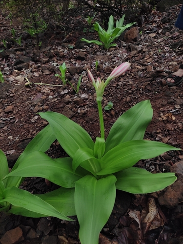 Crinum latifolium, photograph 3