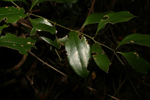 Image of White Supplejack (Ripogonum album) by (c) Greg Tasney, some rights reserved (CC BY-SA)