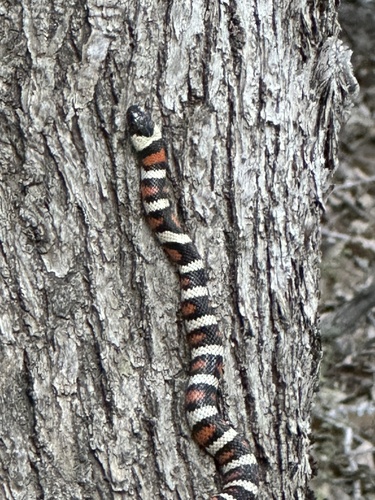 iNaturalist observation photo of California Mountain Kingsnake