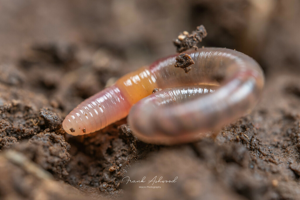 Earthworm