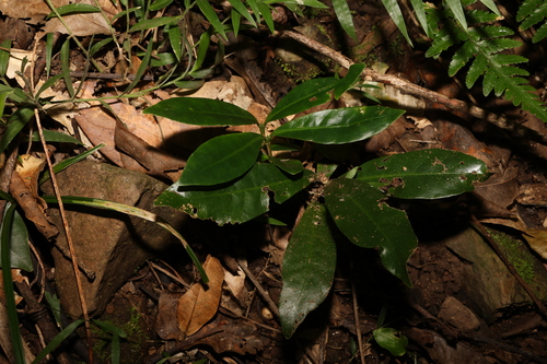 Image of Ixora beckleri by (c) Greg Tasney, some rights reserved (CC BY-SA)