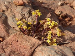 Dudleya variegata