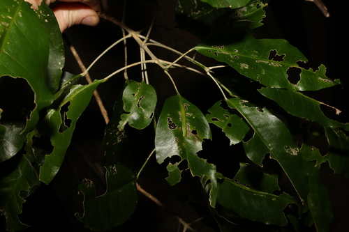 Image of Sarcomelicope simplicifolia by (c) Greg Tasney, some rights reserved (CC BY-SA)