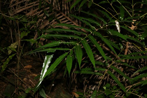 Akania bidwillii (Akania bidwillii)