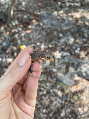 Gehyra mutilata observed 2024-06-09