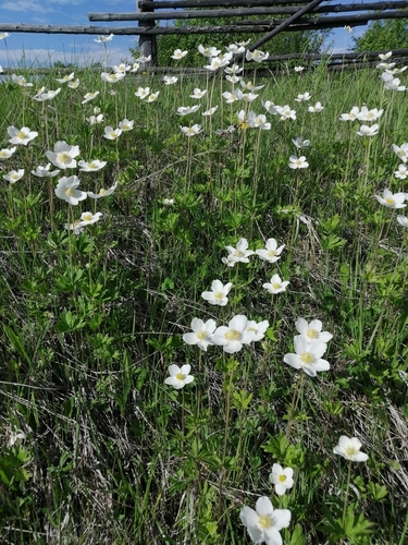 Anemone sylvestris