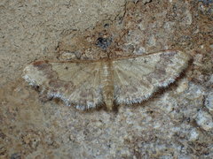 Idaea furciferata