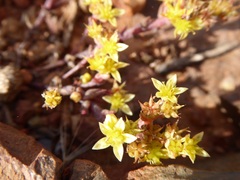 Dudleya variegata