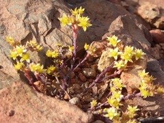 Dudleya variegata