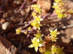 Dudleya variegata