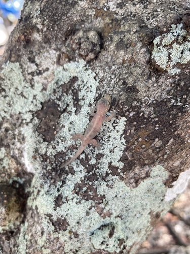 Gehyra mutilata observed 2024-06-09