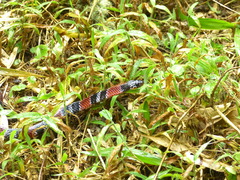 Erythrolamprus mimus