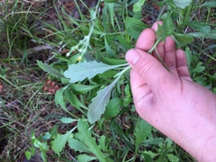 Senecio glomeratus glomeratus