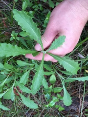 Senecio glomeratus glomeratus
