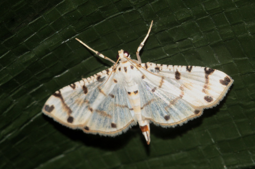 Pycnarmon cribrata