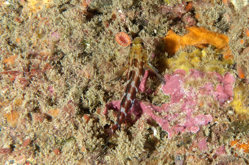 Banded triplefin (Forsterygion malcolmi) — Tripterygiidae — 5