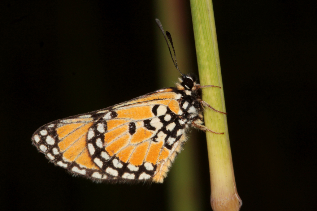 Alaena aurantiaca